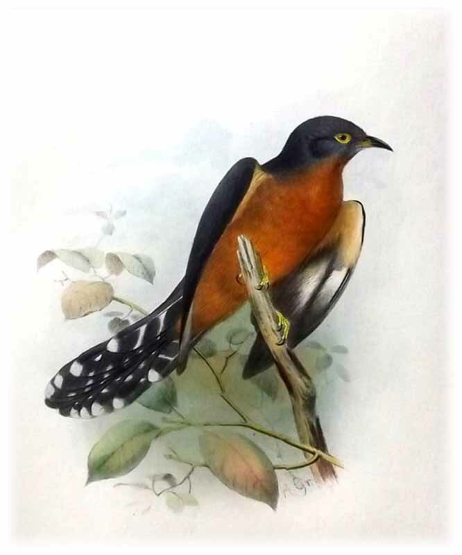 Chestnut-breasted Cuckoo