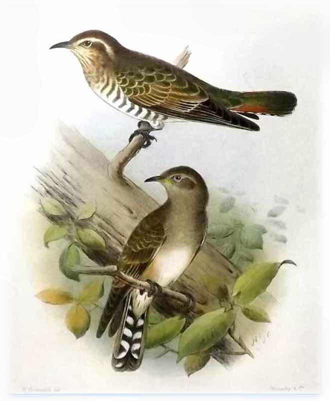 Horsfield's Bronze Cuckoo