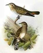 Horsfield's Bronze Cuckoo