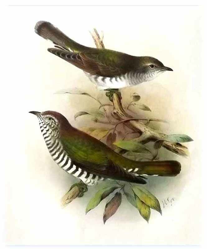 Shining Bronze Cuckoo