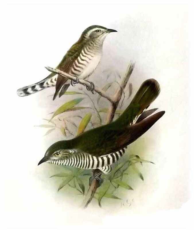 Shining Bronze Cuckoo