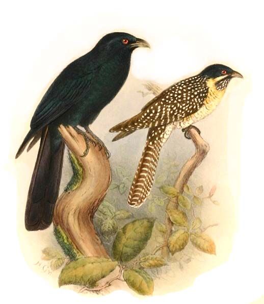 Asian Koel