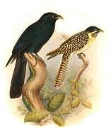 Asian Koel