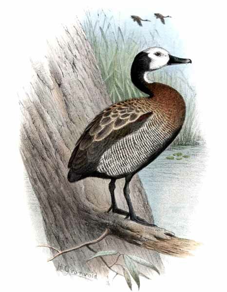 Dendrocygne veuf