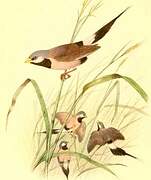 Long-tailed Finch