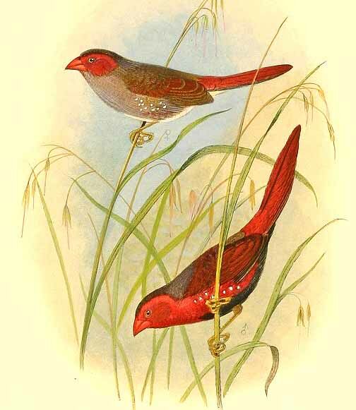 Crimson Finch