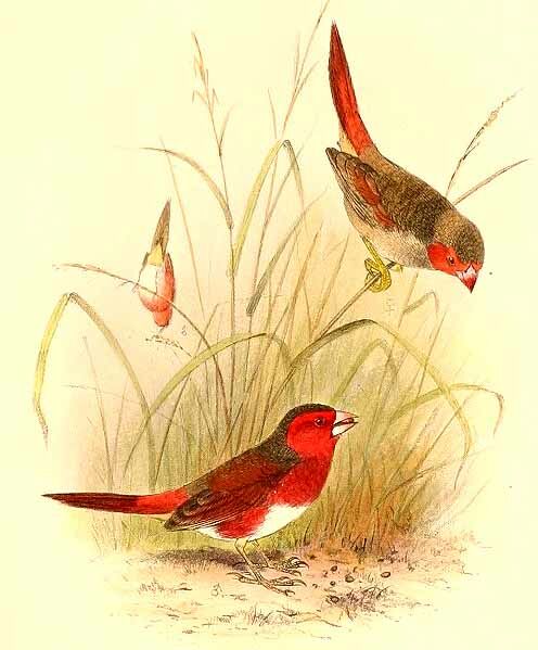 Crimson Finch