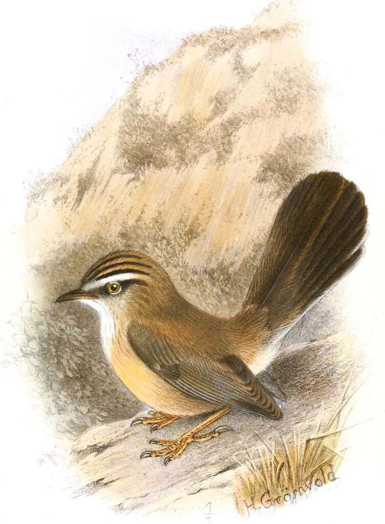 Streaked Scrub Warbler