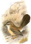 Streaked Scrub Warbler