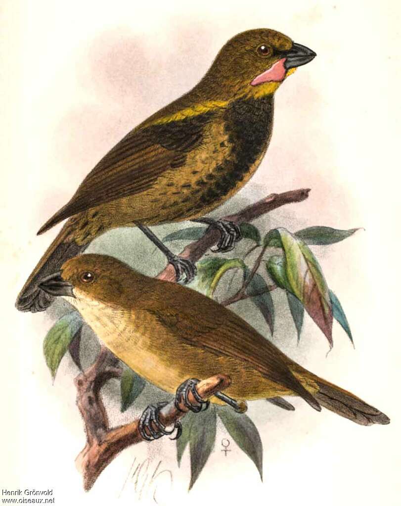 Wattled Ploughbill