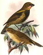 Wattled Ploughbill