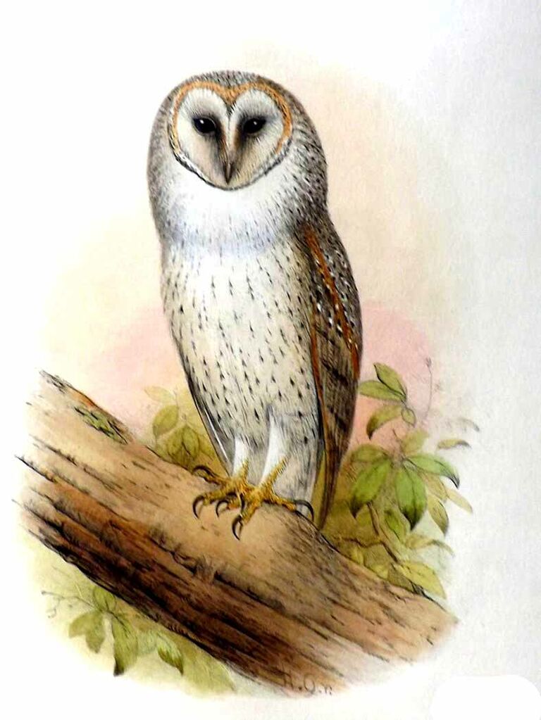 Eastern Barn Owl (interposita)