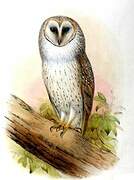 Eastern Barn Owl (interposita)