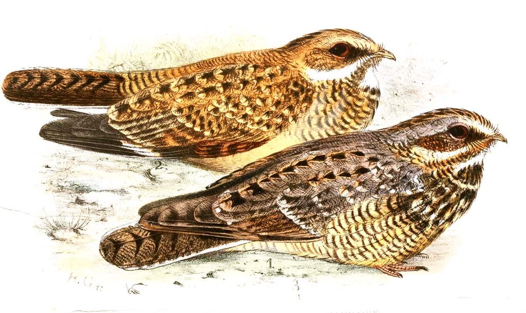 Swamp Nightjar