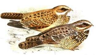 Swamp Nightjar