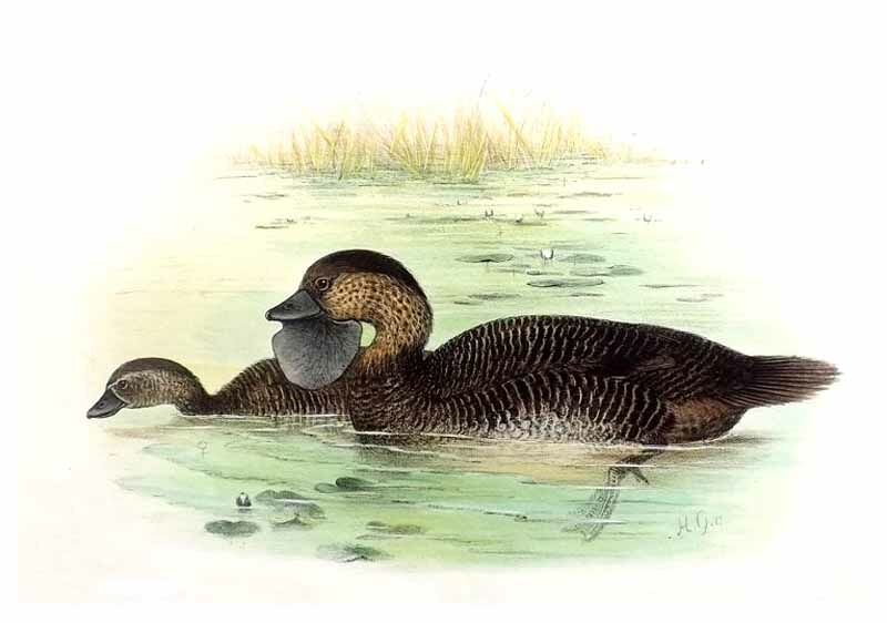 Musk Duck