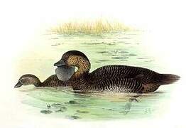 Musk Duck