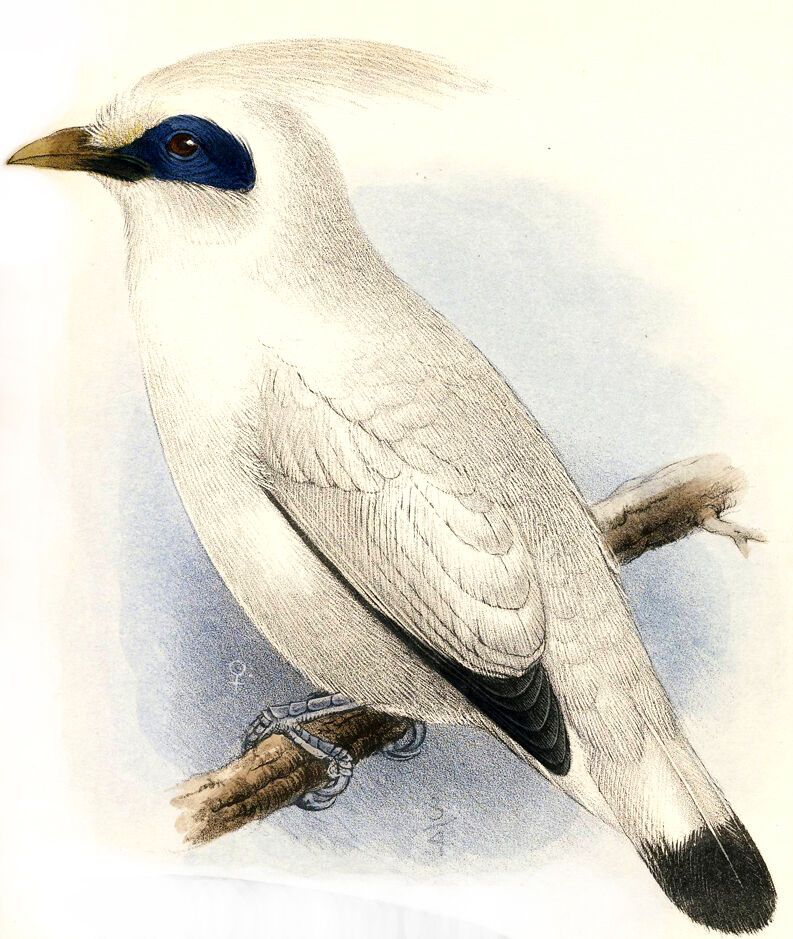 Bali Myna