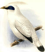 Bali Myna