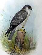 Grey Falcon