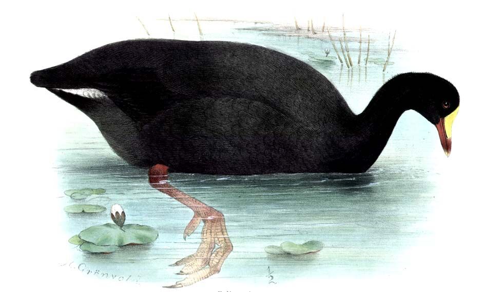 Giant Coot