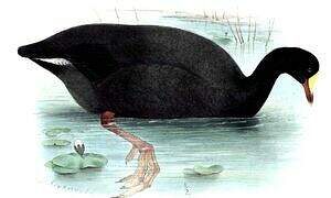 Giant Coot