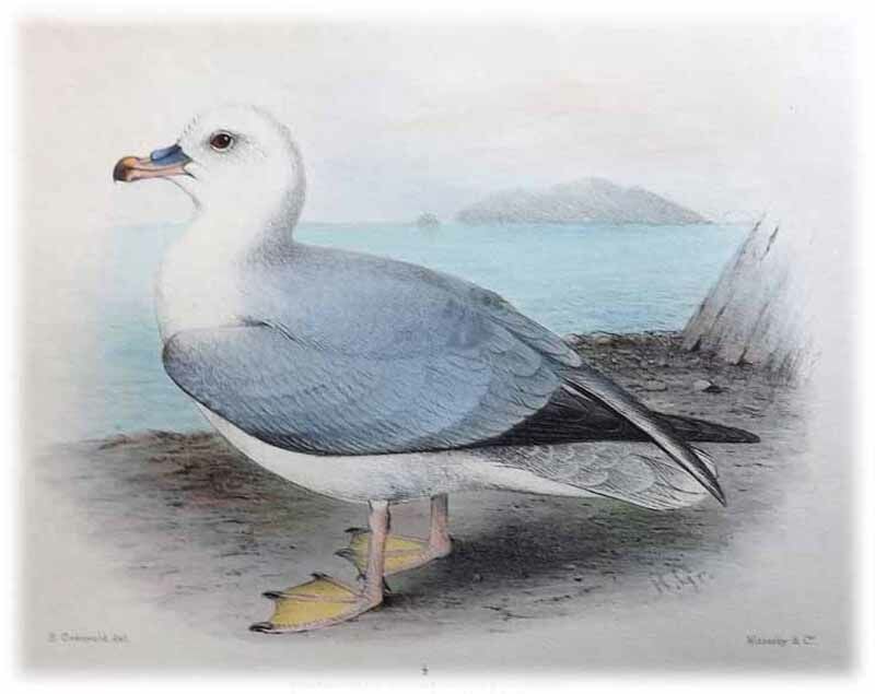 Fulmar argenté