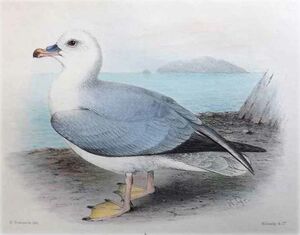 Fulmar argenté