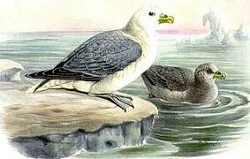 Fulmar boréal