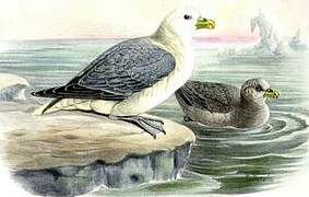 Northern Fulmar