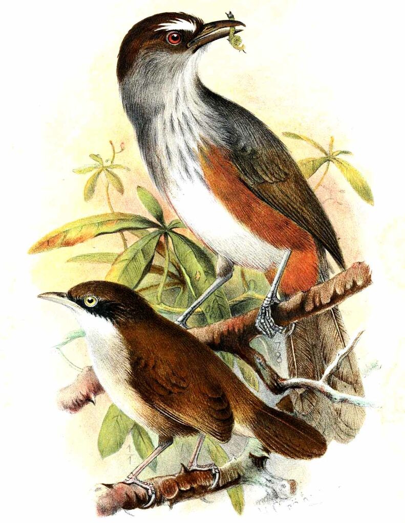 Palani Laughingthrush