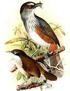 Palani Laughingthrush