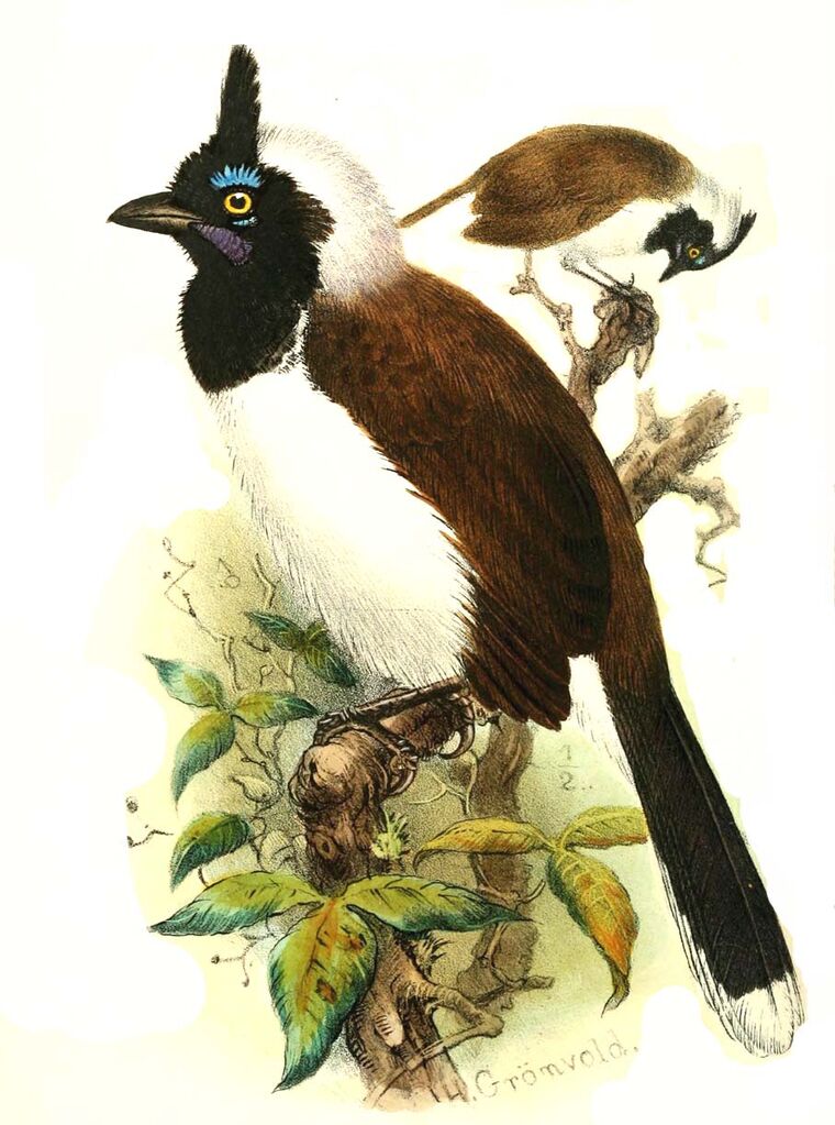 White-naped Jay