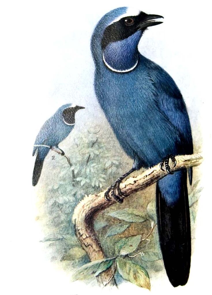 White-collared Jay