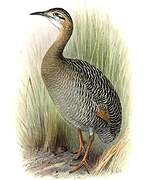 Great Tinamou