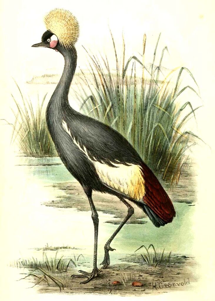 Black Crowned Crane