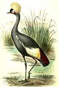 Black Crowned Crane