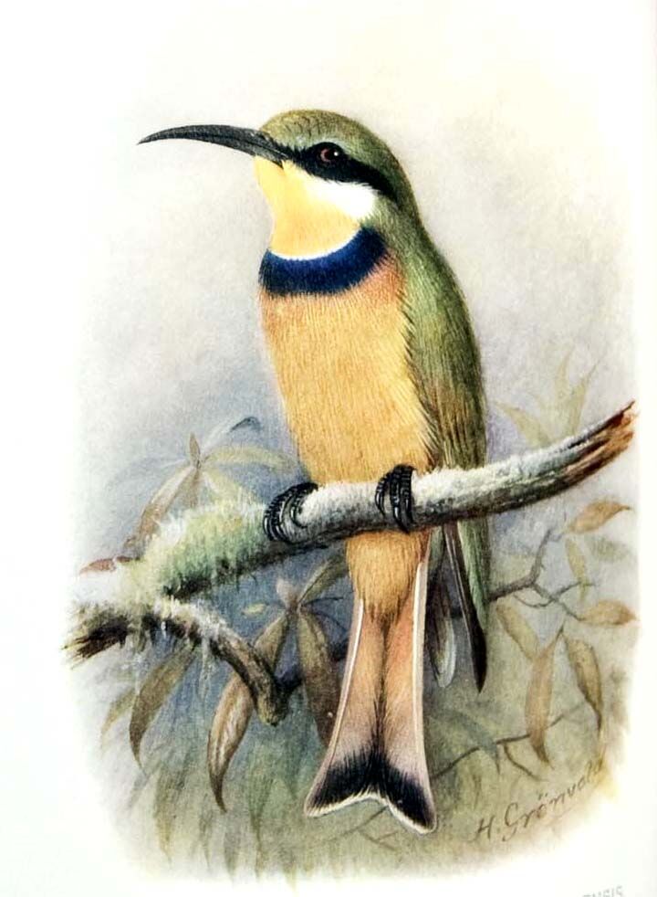 Blue-breasted Bee-eater