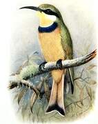 Blue-breasted Bee-eater