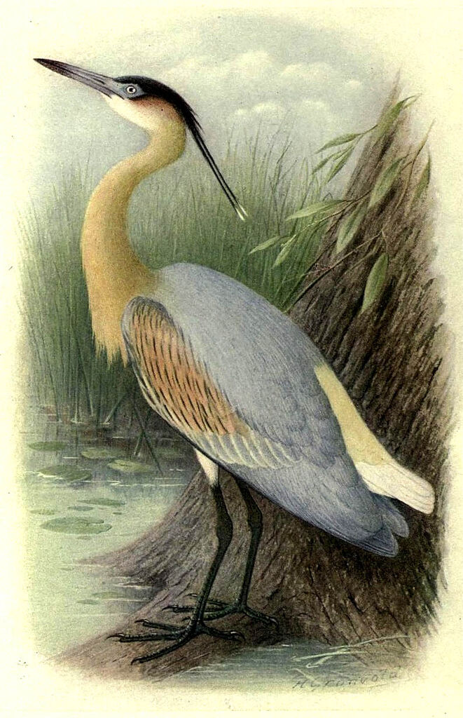 Whistling Heron