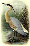 Whistling Heron