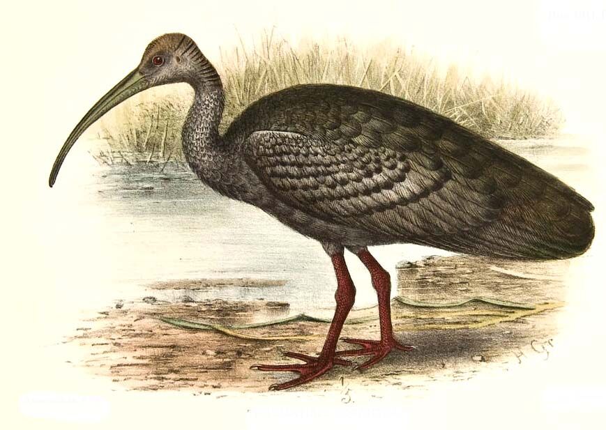 Ibis géant