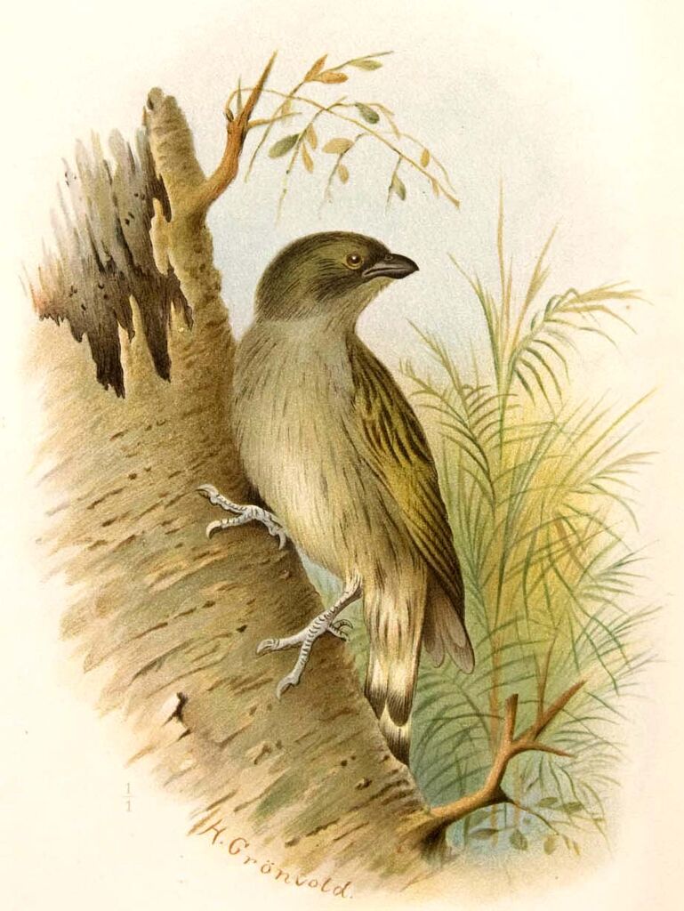 Willcocks's Honeyguide