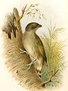 Willcocks's Honeyguide