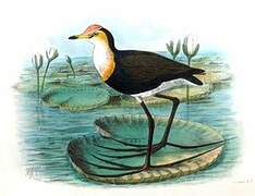 Jacana à crête