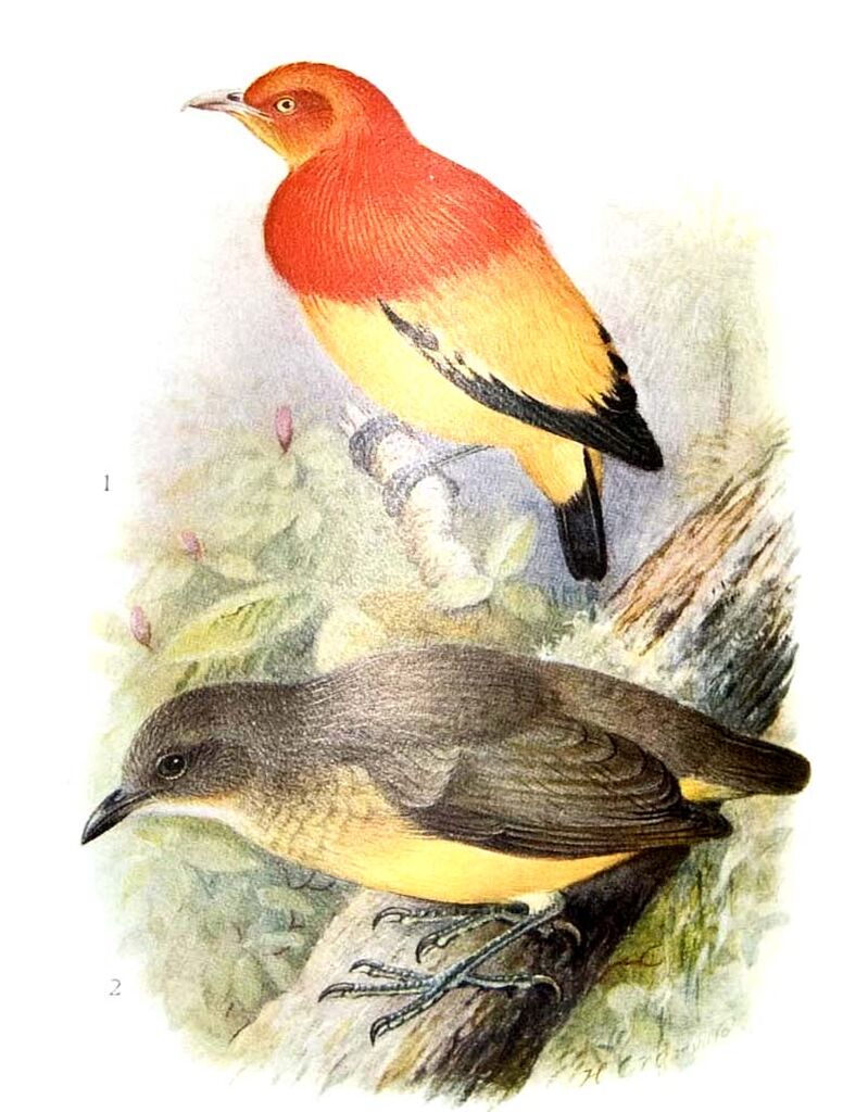 Flame Bowerbird