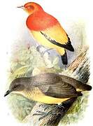 Flame Bowerbird