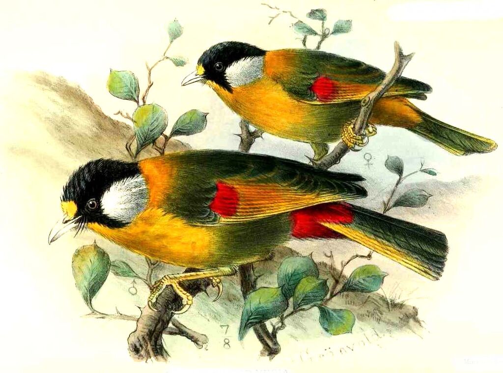 Silver-eared Mesia