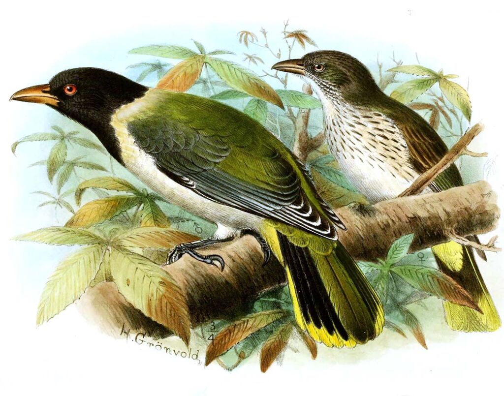 Sao Tome Oriole