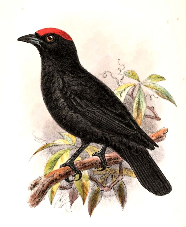Red-crowned Malimbe